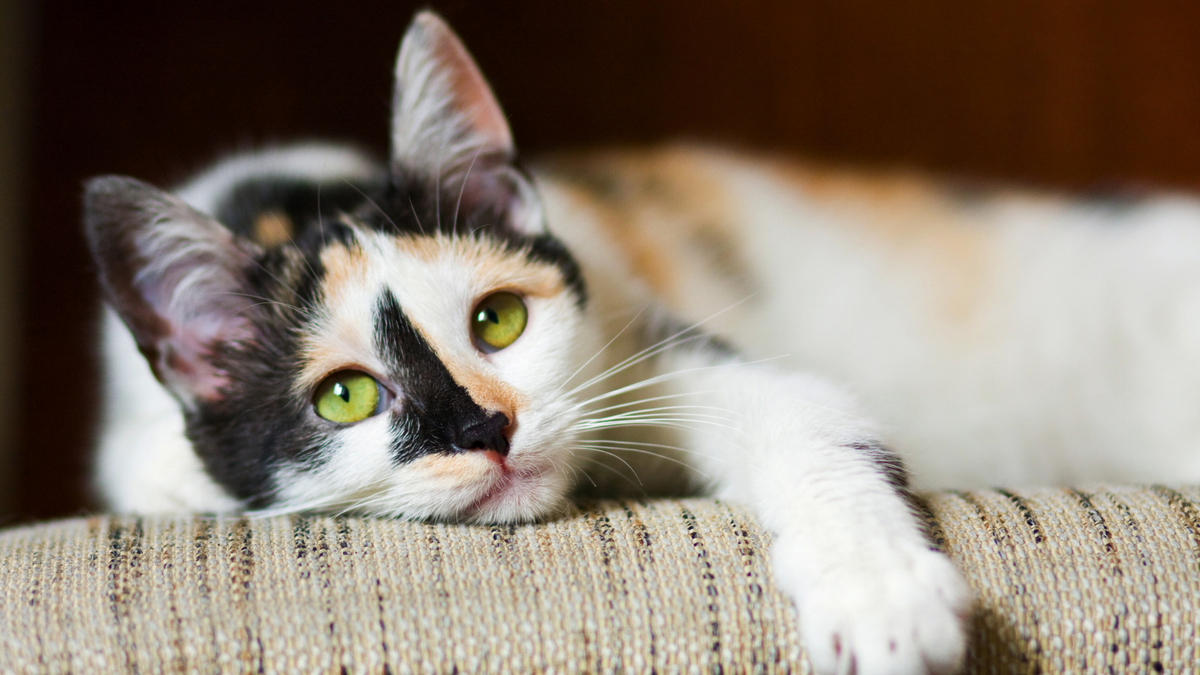 Do cats get bored? quiet moments & emotional stability