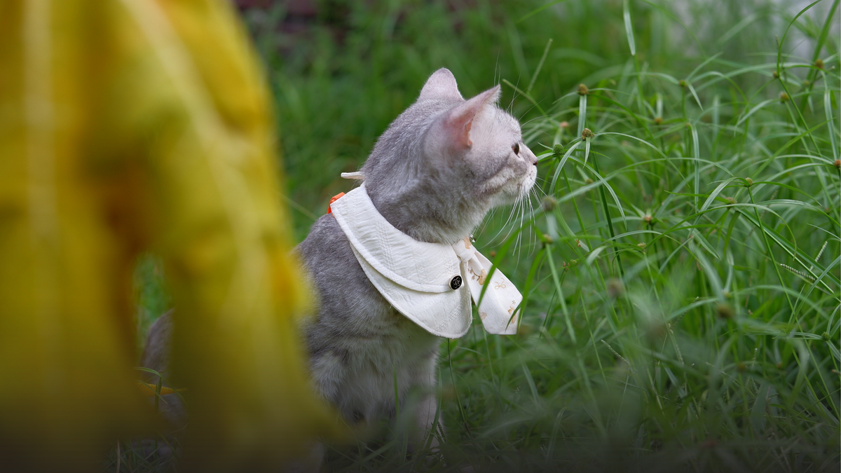 Pet bib vs bandana: what actually matters for daily wear?
