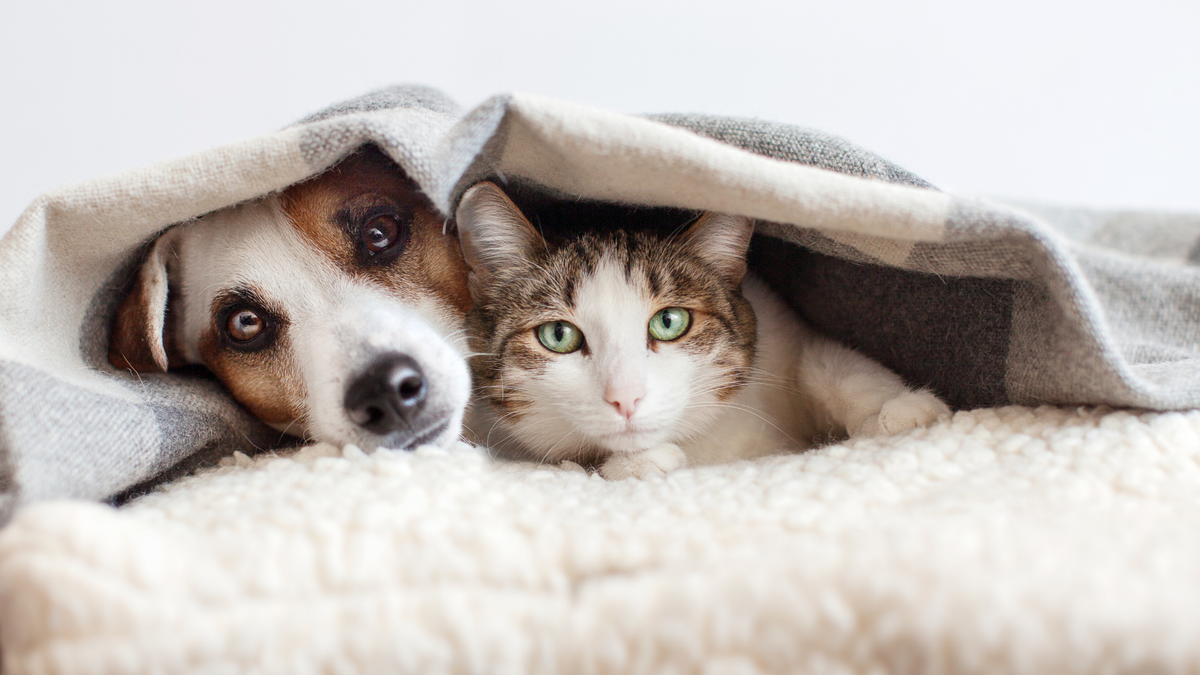 Are pet bibs only for drooling — or something more?