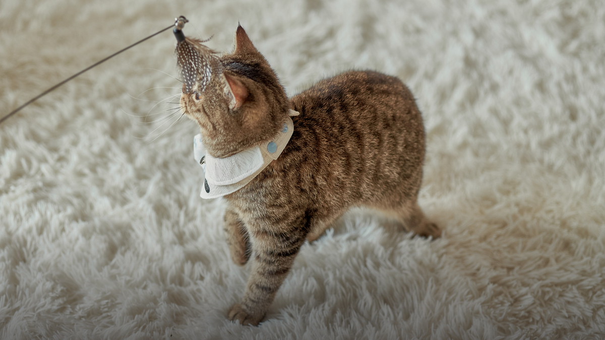 How to choose a pet bib for everyday wear — and when it’s just for the moment