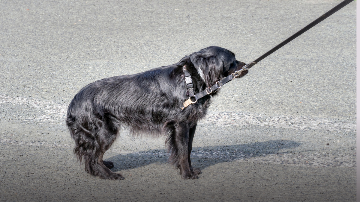 It wasn’t resistance