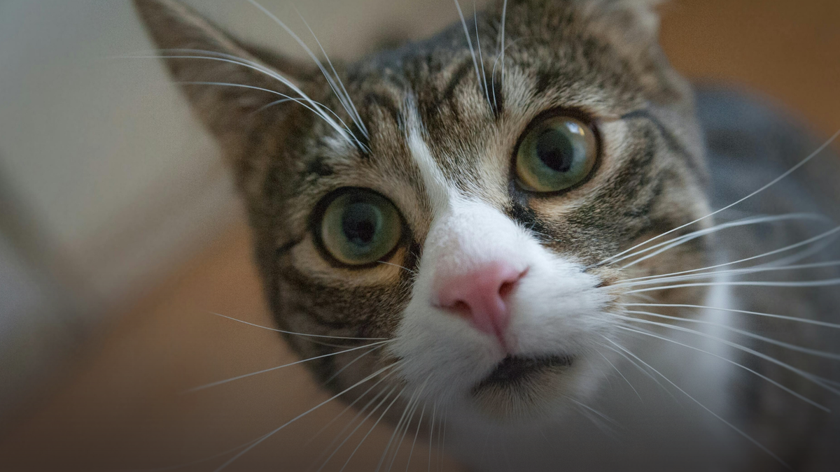 Function was never the problem