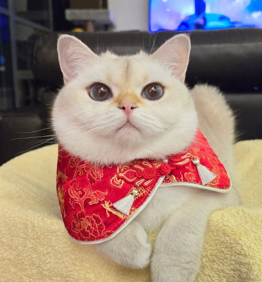 Tofu wearing Miya Tails